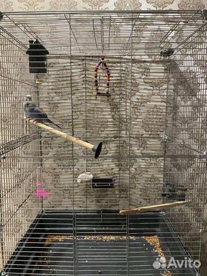 Волнистый попугай