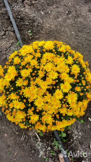 Продаётся Хризантема Мультифлора