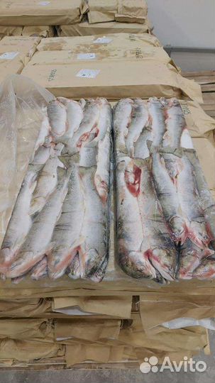 Голец-кунджа.Камчатка