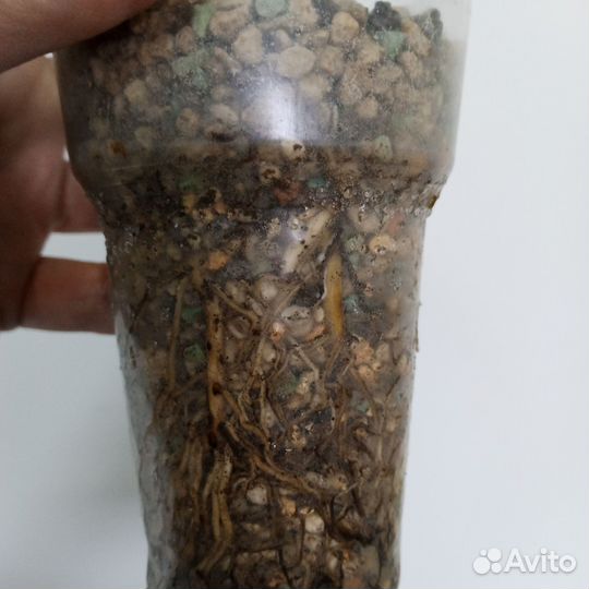 Спатифиллум Пикассо