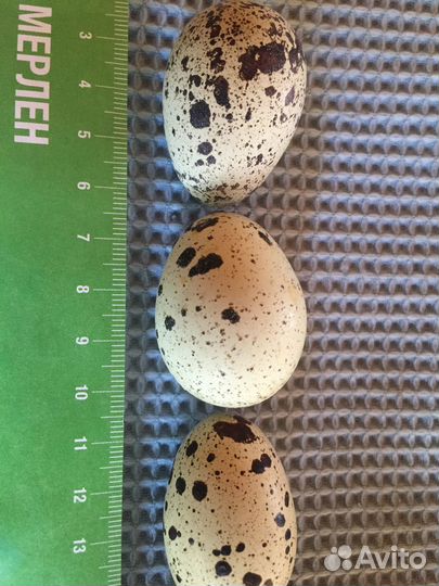 Яйцо перепелиное инкубационное. яйцо белое