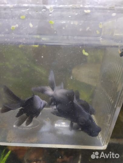 Телескоп. Злотые рыбки