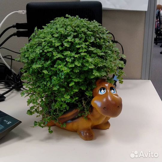 Гелксина (солейролия)