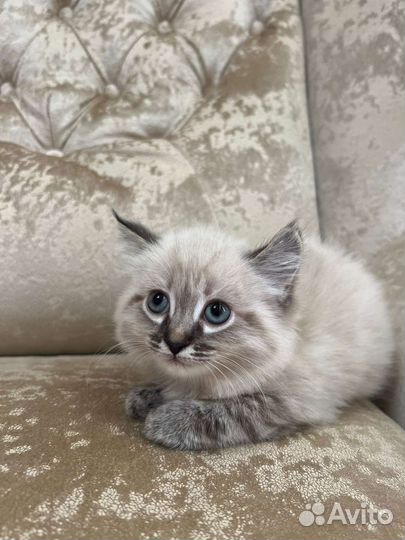 Котята