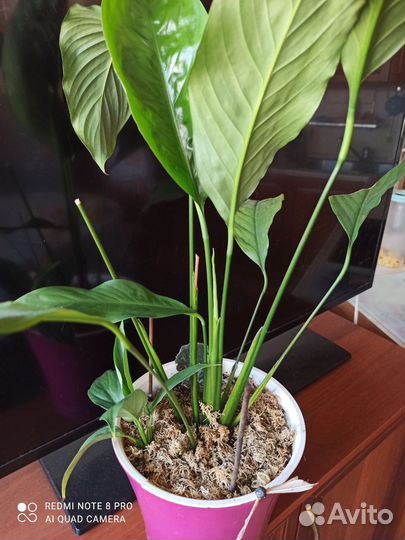 Цветок женское счастье