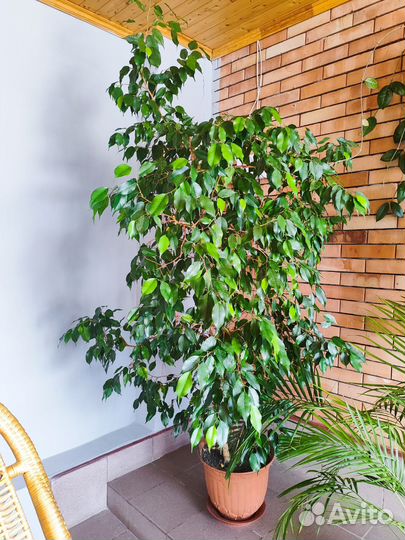 Комнатные растения цветы большие