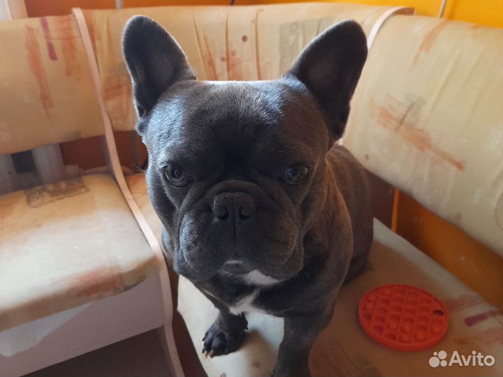 Французский бульдог