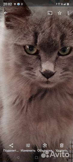 Потерялся кот