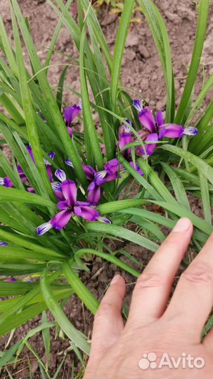 Цветы ирисы