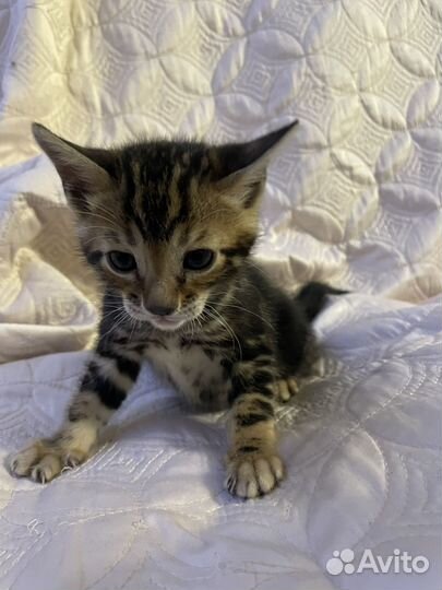 Бенгальская кошка