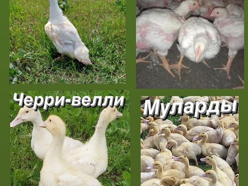 Утки, бройлеры