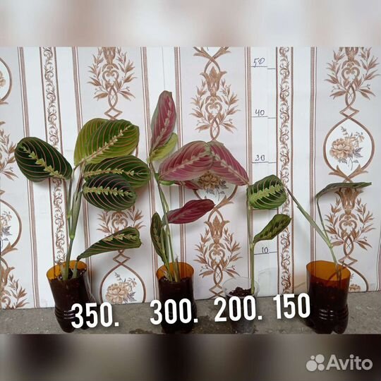 Комнатные цветы Маранта Замиакулькас чёрный равен