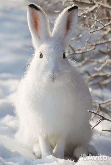 Мясо зайца беляка