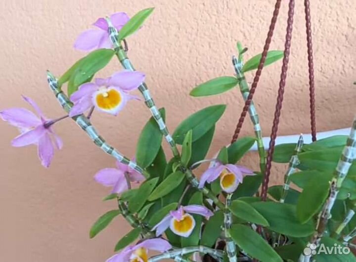 Орхидея Dendrobium loddigesi