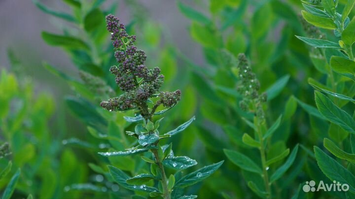 Спирея Дугласа Spiraea douglasii