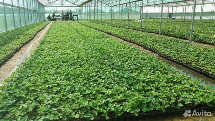 Рассада клубники от производителя