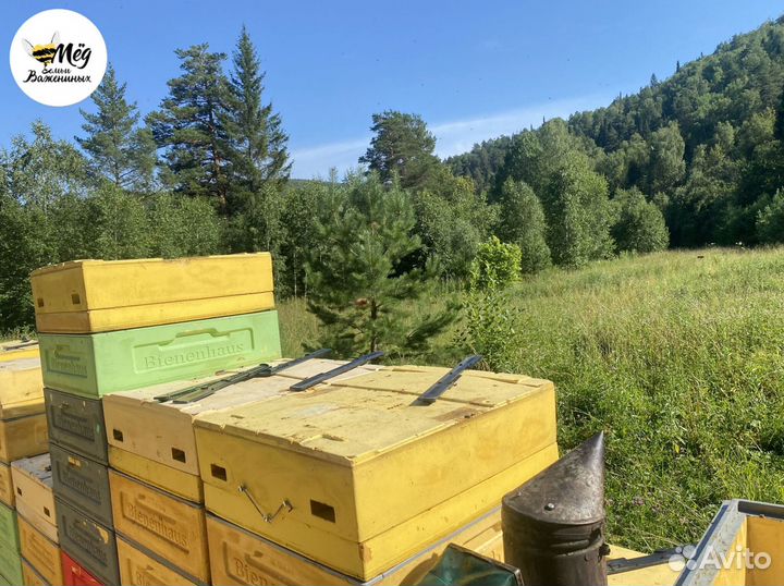 Мёд башкирский свежий. Собственная пасека