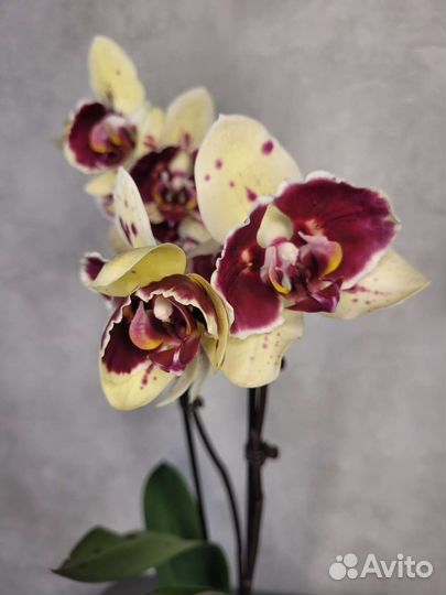 Орхидея экзотик пунш бабочка