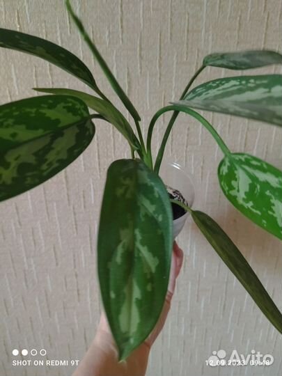 Аглаонема Трейба