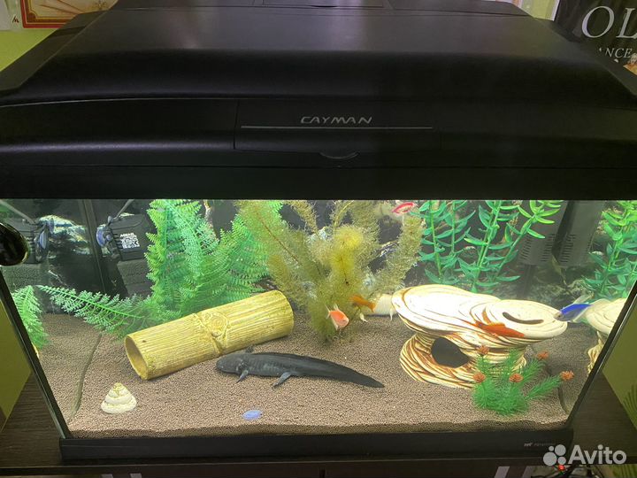 Аквариум с тумбой для аксолотлей