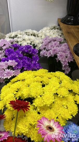 Хризантема/ хризантема бигуди/ шаровидная