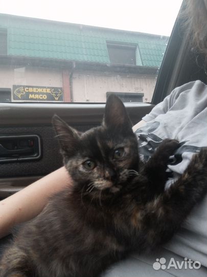 Отдам в добрые руки