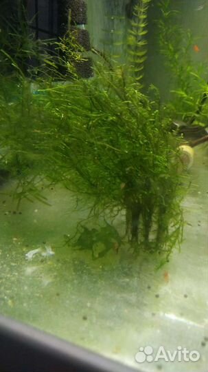 Светильник LED Scape Aqua Plant (80 см.)