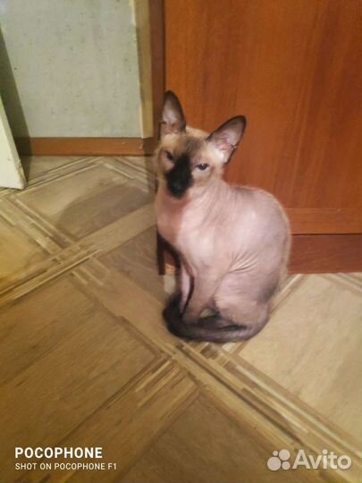 Канадский сфинкс бесплатно