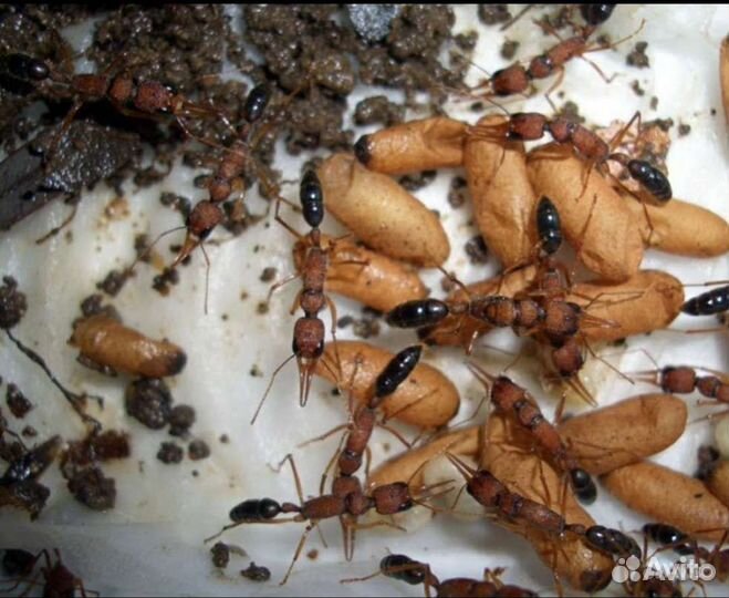 Муравьи