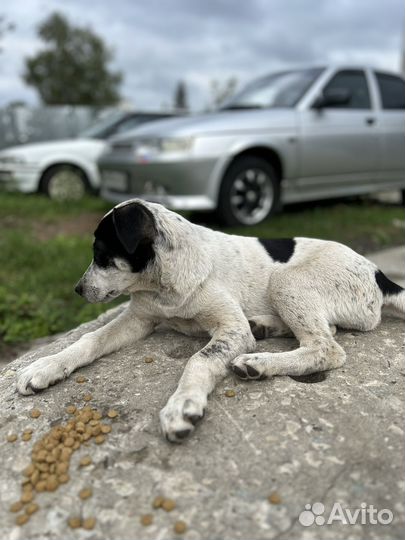 Собака в добрые руки щенок