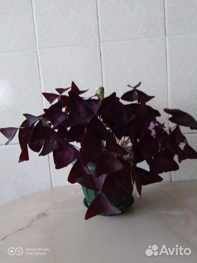 Цветы домашние: Калатея, Фикус, Фиалка и другие