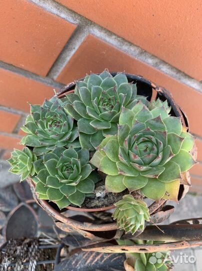 Каменная роза (молодило)