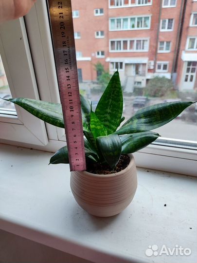 Сансевиерия