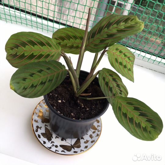 Маранта фасцинатор триколор