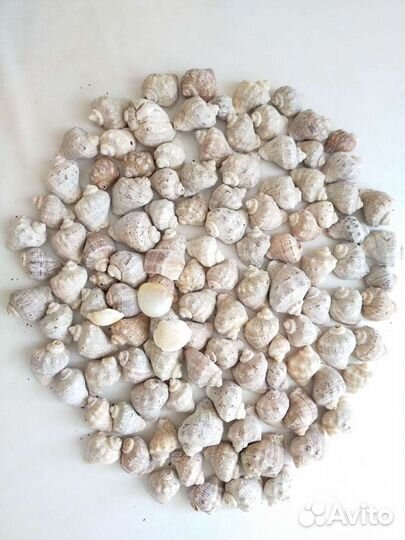 Ракушки разные