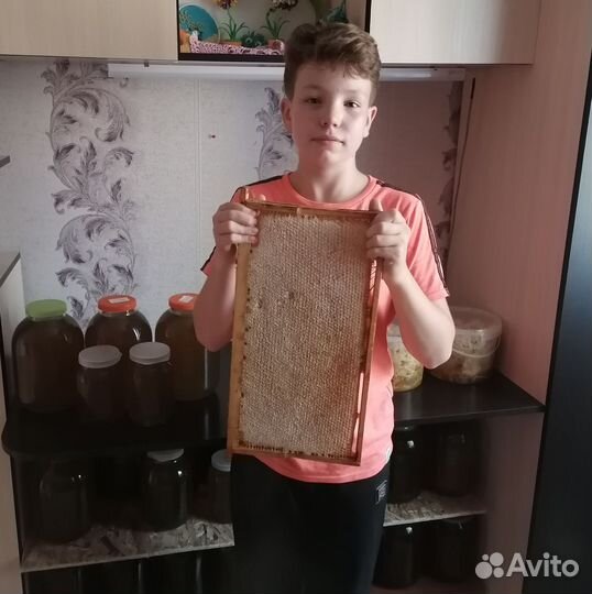 Матки Buckfast B56, отводки пчёл