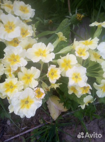 Хоста и примулы