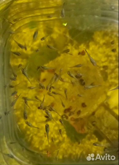 Аква растения, гуппи