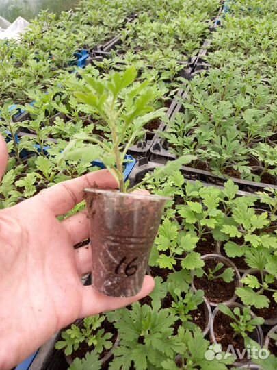 Черенки хризантемы мультифлора