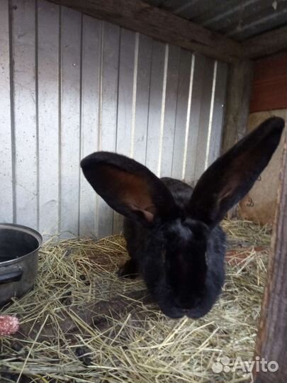 Кролики для вязки