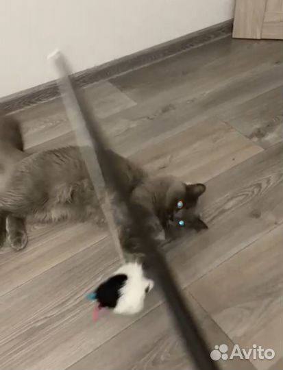 Домашняя передержка/Зоогостиница для кошек и собак