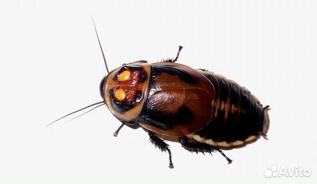 Тараканы автомобильчики