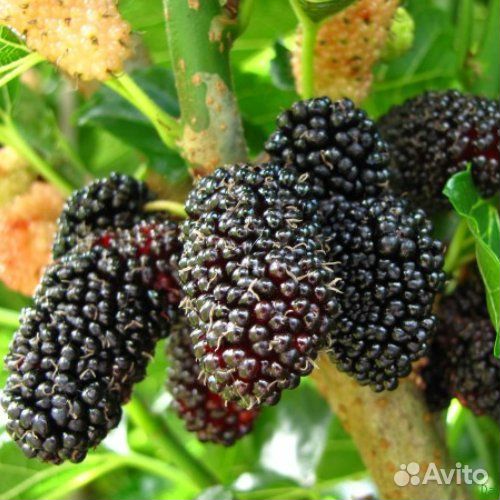 Саженцы Шелковицы