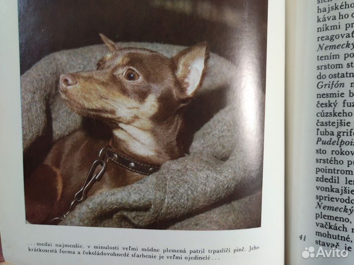 Братиславская книга про собак (псов)