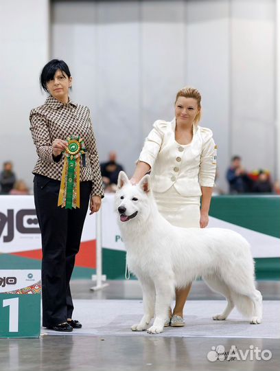 Щенки белой швейцарской овчарки