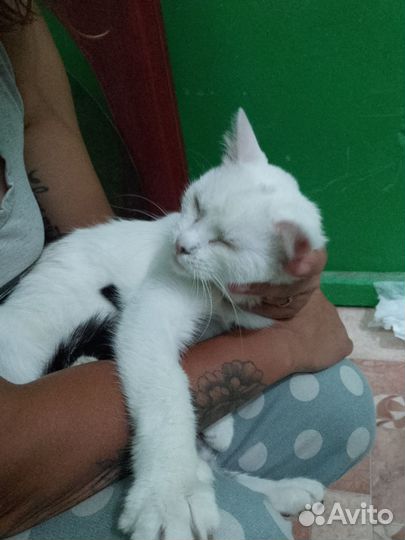 Кошка Герда