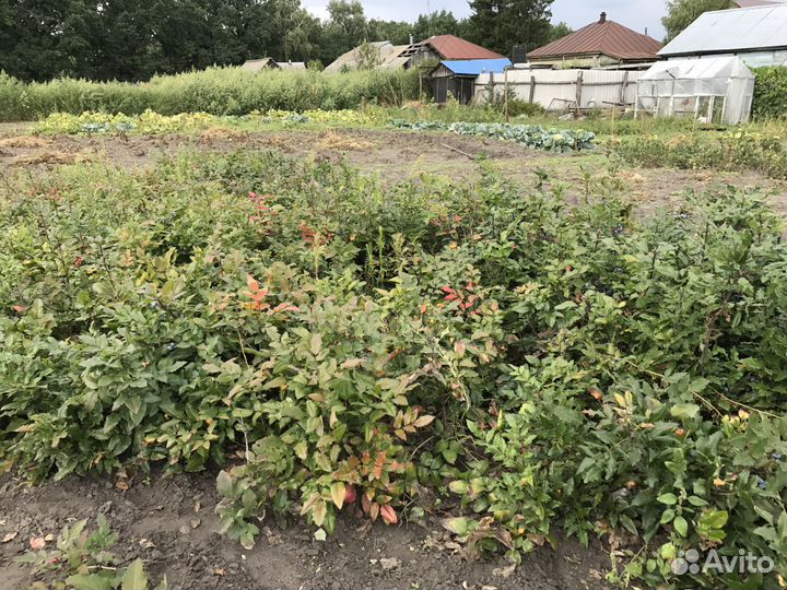 Кизильник, декоративные кустарники