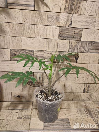 Алоказия брансифолия