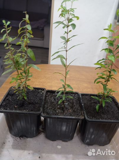 Рассада(комнатный гранат)