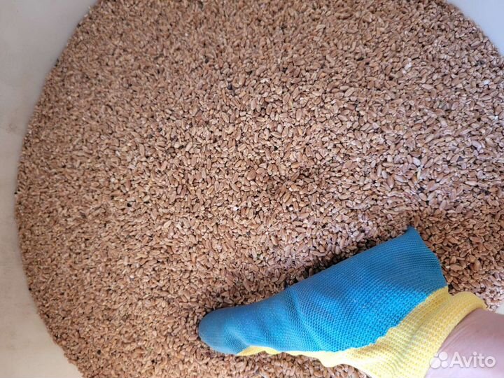 Зерноотходы